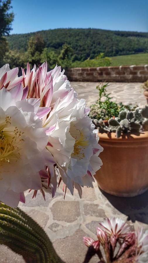 Sonnellino In Maremma Villa Massa Marittima Eksteriør billede