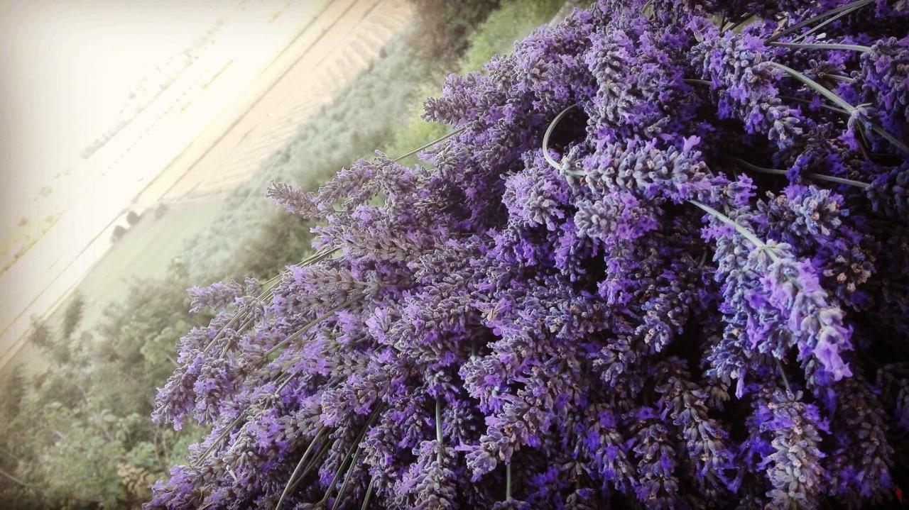 Sonnellino In Maremma Villa Massa Marittima Eksteriør billede